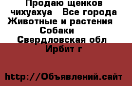 Продаю щенков чихуахуа - Все города Животные и растения » Собаки   . Свердловская обл.,Ирбит г.